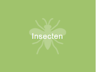 Insecten