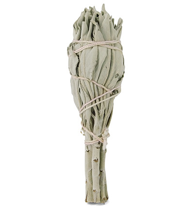 Ruben Robijn Saliebosje 12 cm (1 stuk)