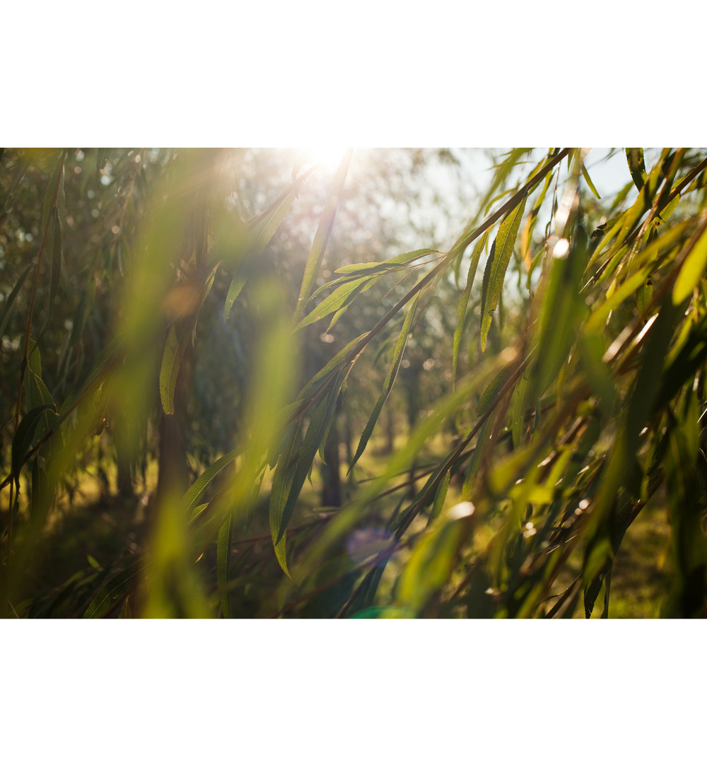 WELEDA Wilg zuiverende reinigingsgel (100 ml) - image 3