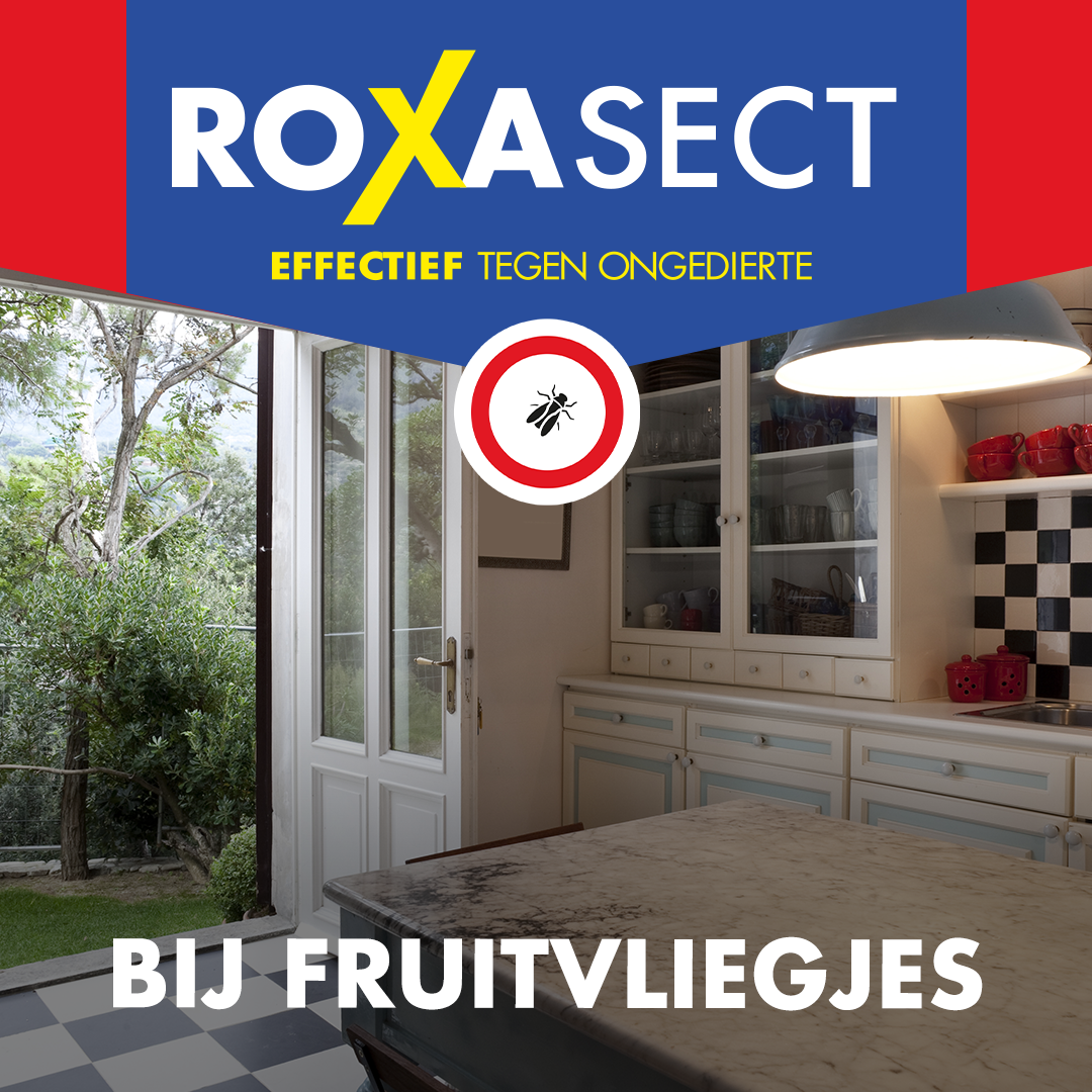 Roxasect Fruitvliegjes (1 stuk)