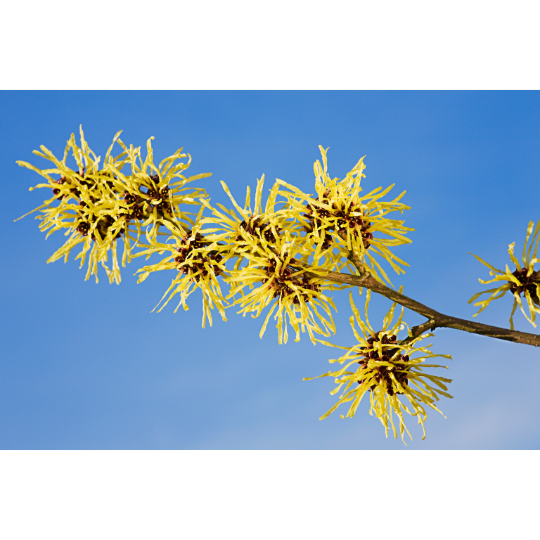 WELEDA Men deodorant 24 hours (50 ml) - image 2