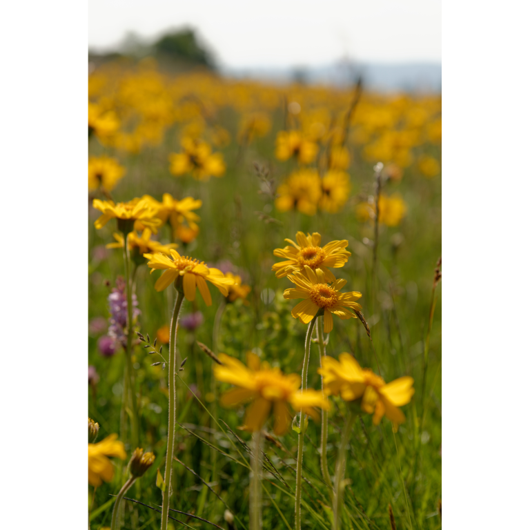 WELEDA Arnica sport bad (200 ml) - image 4