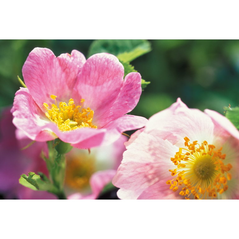 WELEDA Wilde rozen harmoniserende body olie (100 ml) - image 3