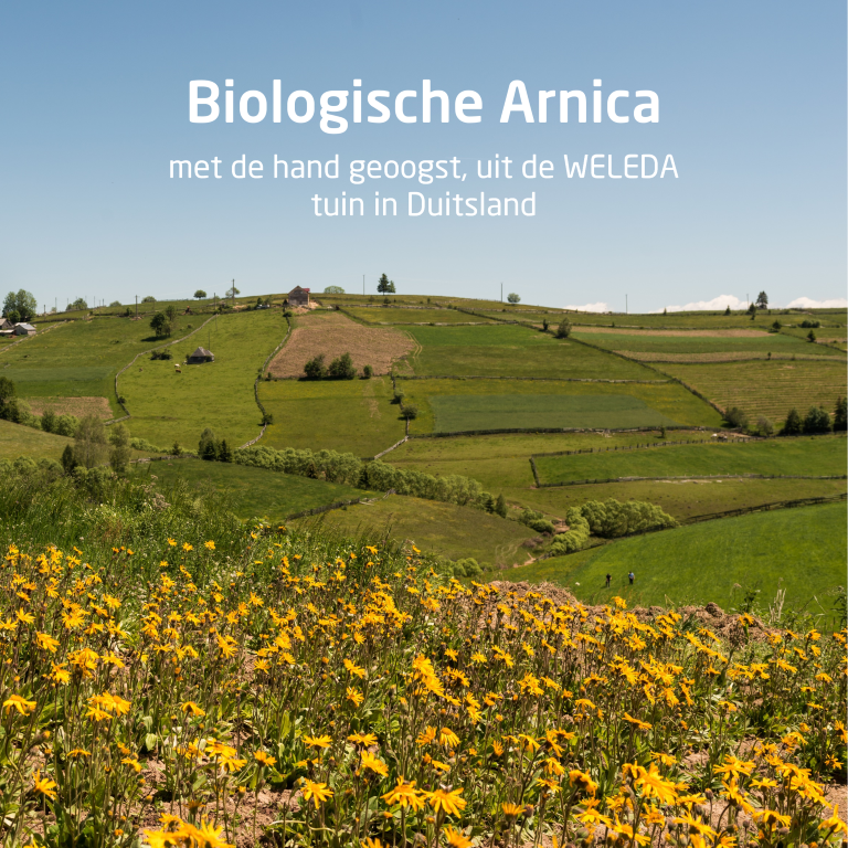 Weleda Arnica Sport Massageolie (100 ml) - image 3