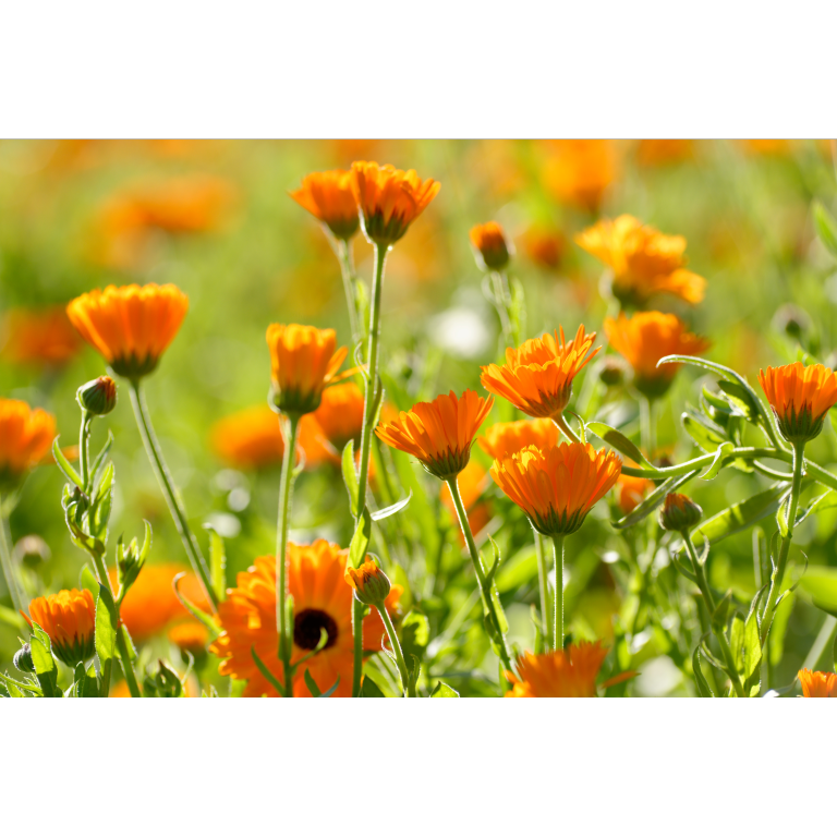 WELEDA Calendula tandpasta (75 ml) - image 2