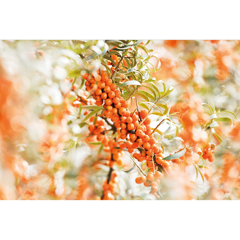 WELEDA Duindoorn vitaliserende body olie (100 ml) - image 2