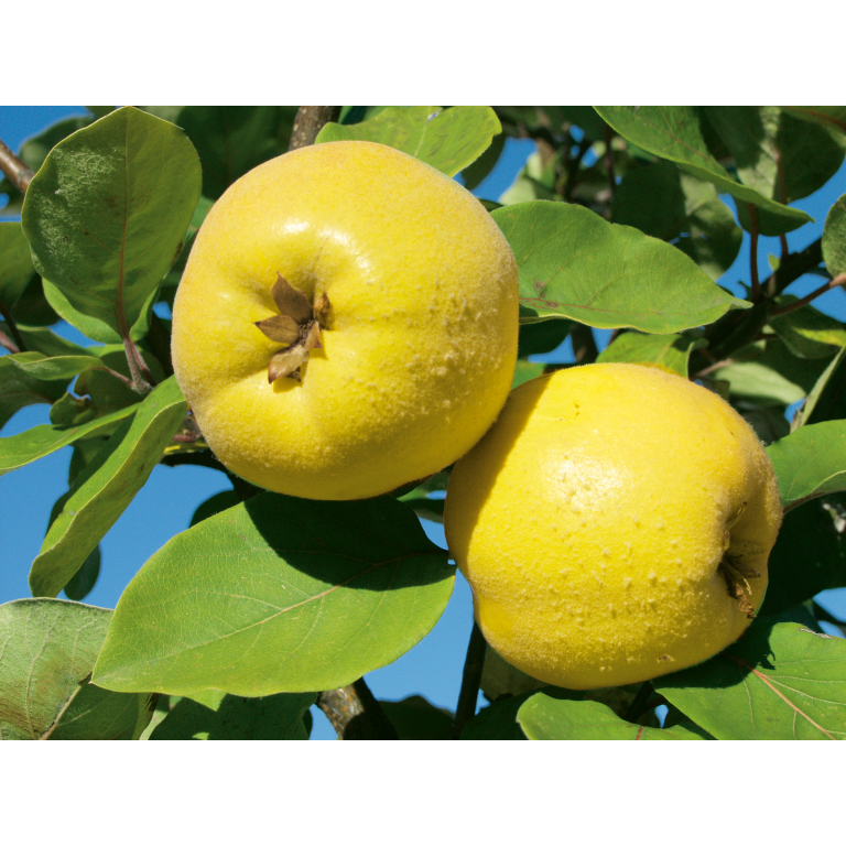 WELEDA Gencydo neusspray (20 ml) - image 2