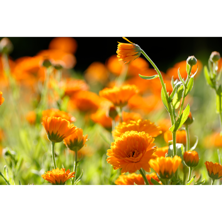 WELEDA Calendula zalf (25 gr) - image 3