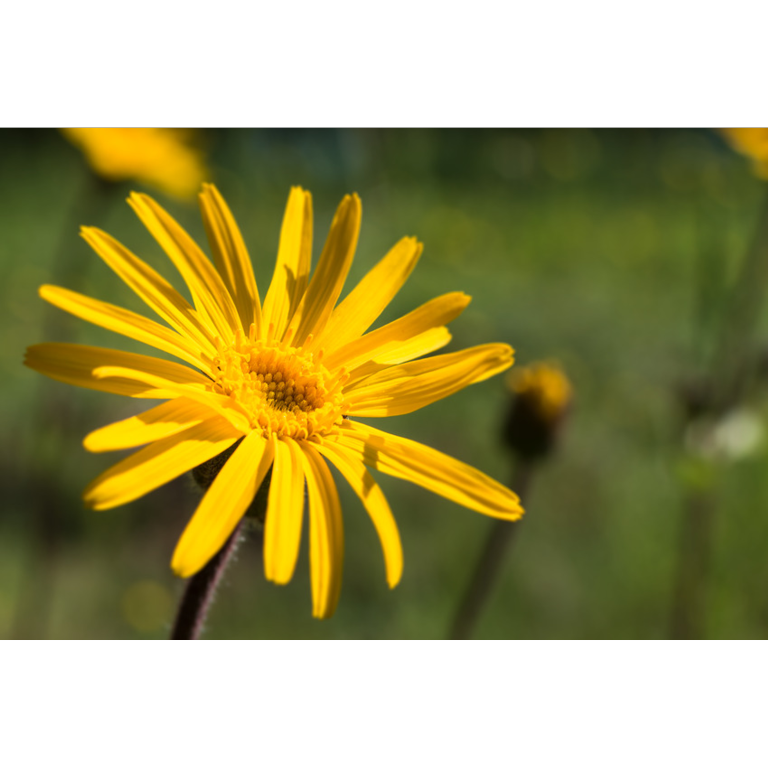 WELEDA Arnica sport gel (25 gr) - image 3