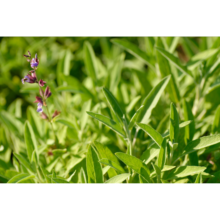 WELEDA Salie keelspray bio (20 ml) - image 3