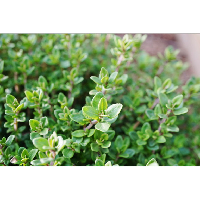 WELEDA Tijmsiroop bio (200 ml) - image 3