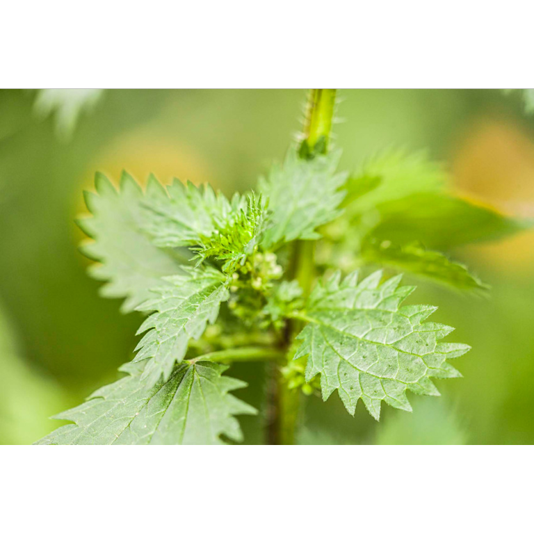 WELEDA Urtica gel (25 gr) - image 3