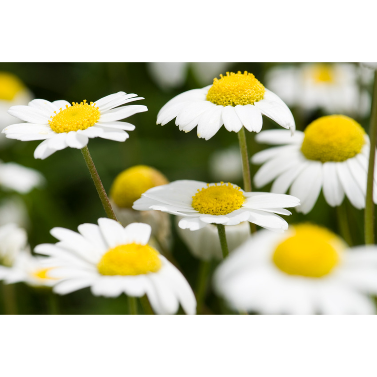 WELEDA Dermalotion (50 ml) - image 2