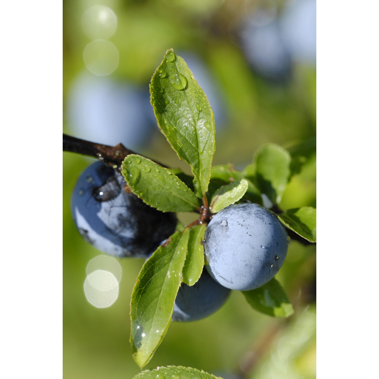 WELEDA Venadoron vermoeide benen gel (200 ml) - image 2