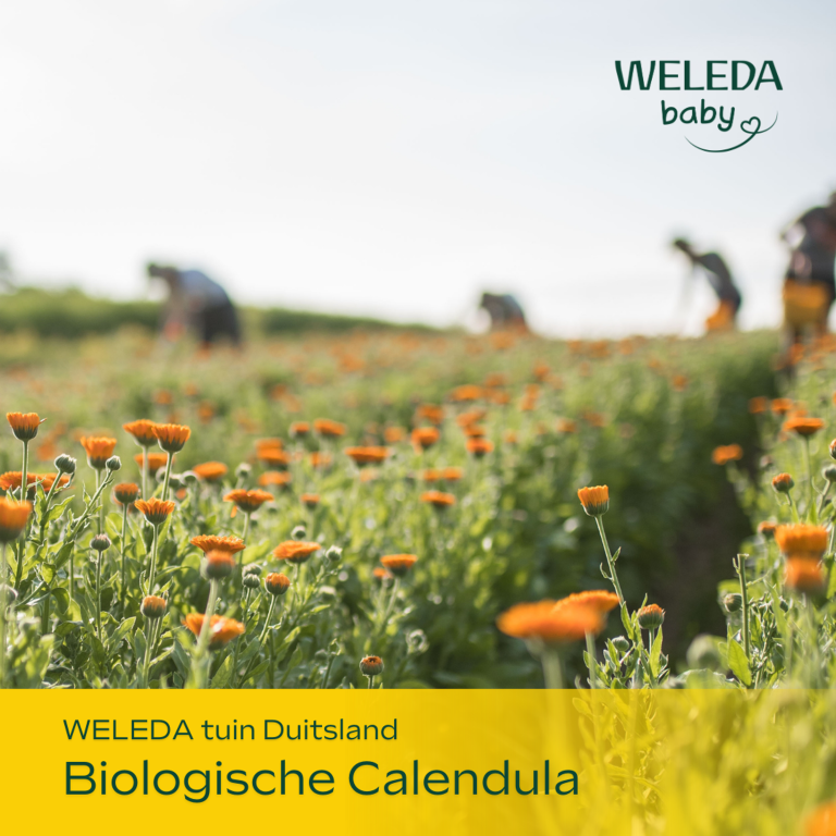 WELEDA Calendula Body Lotion (200 ml) - image 3