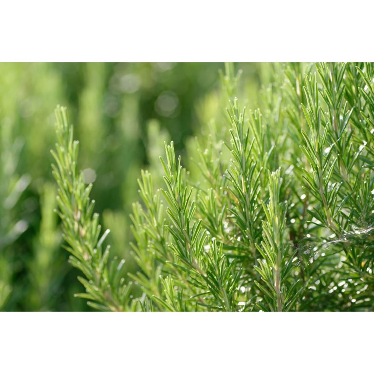 Weleda Men Aftershave Balsem (100 ml) - image 4