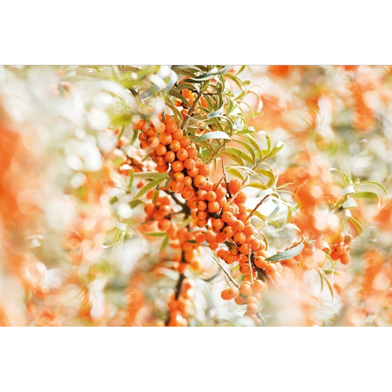 Weleda Duindoorn Elixer Bio (200 ml)