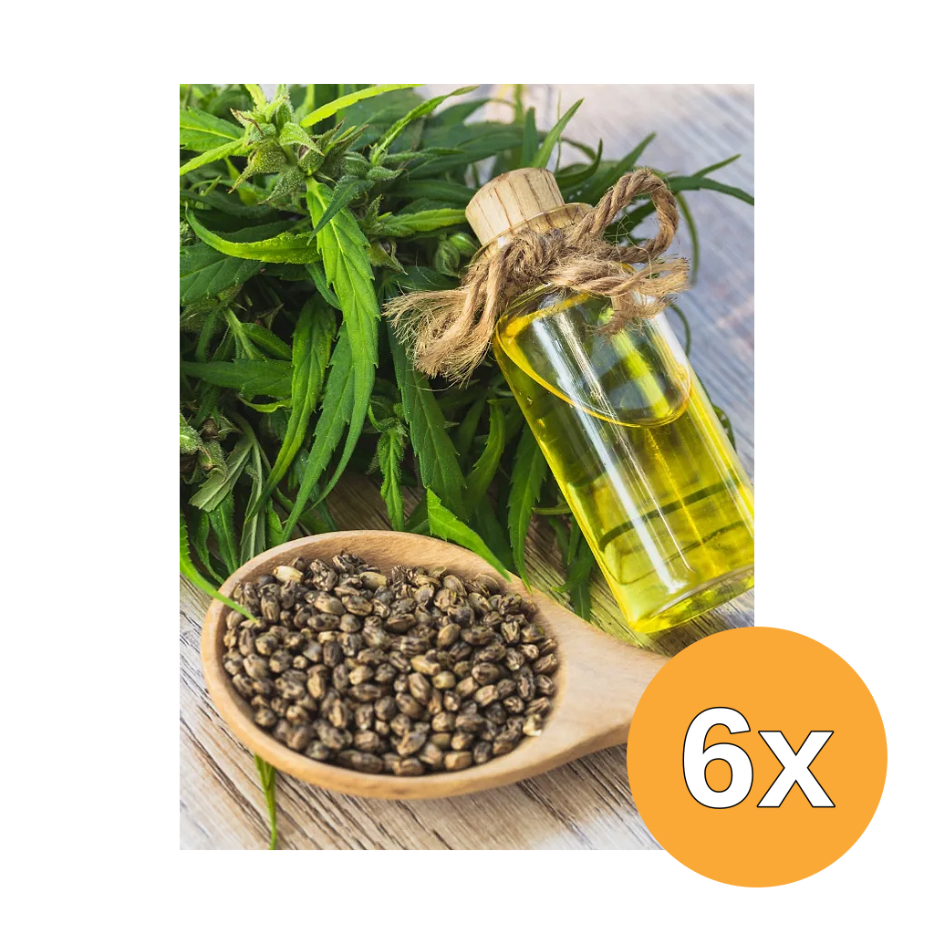 6x Jacob Hooy Yerba Maté (20 zakjes)